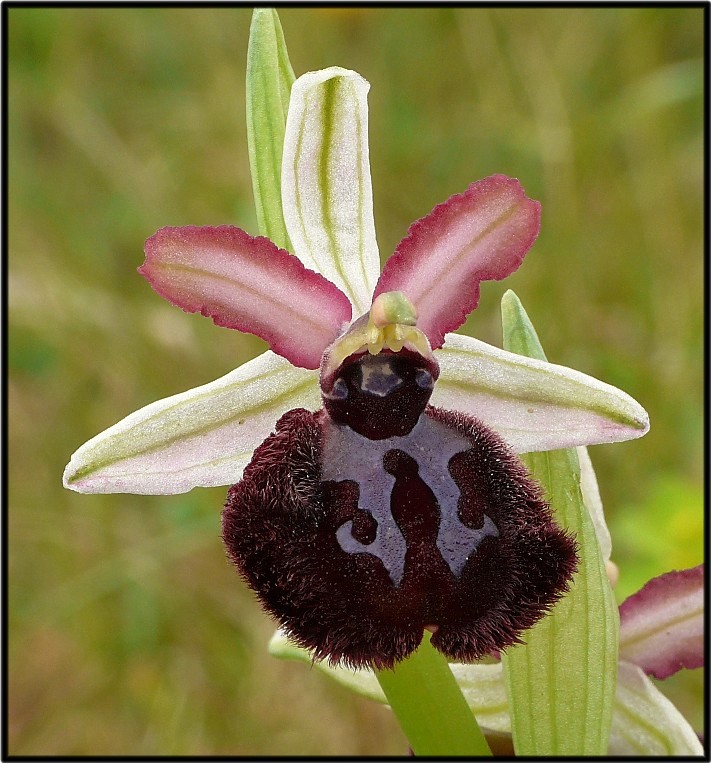 Ophrys sipontensis